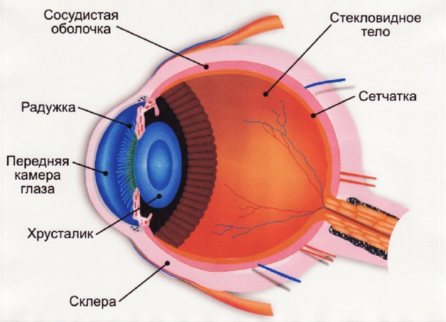 Афакия глаза, что это такое: признаки, симптомы и лечение
